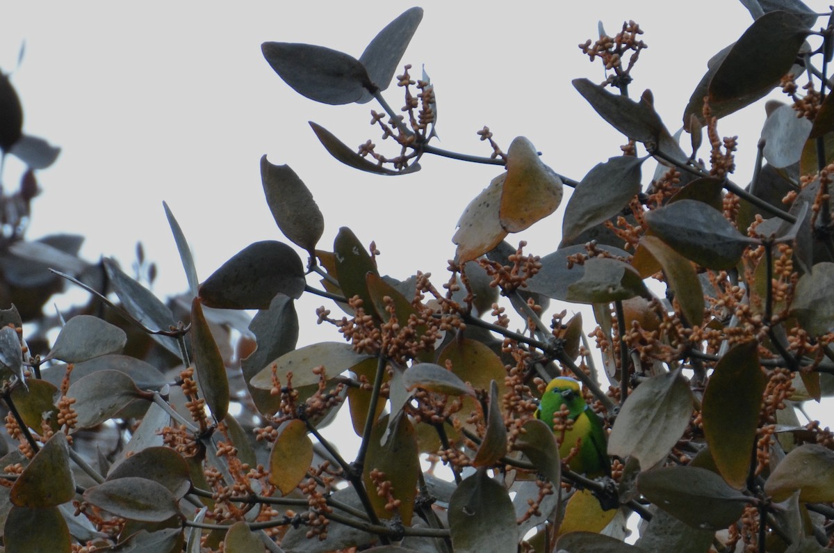 Golden-browed Chlorophonia - ML643244431