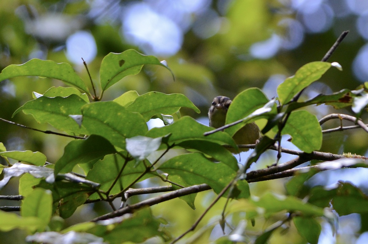 costaricaparula - ML643244450