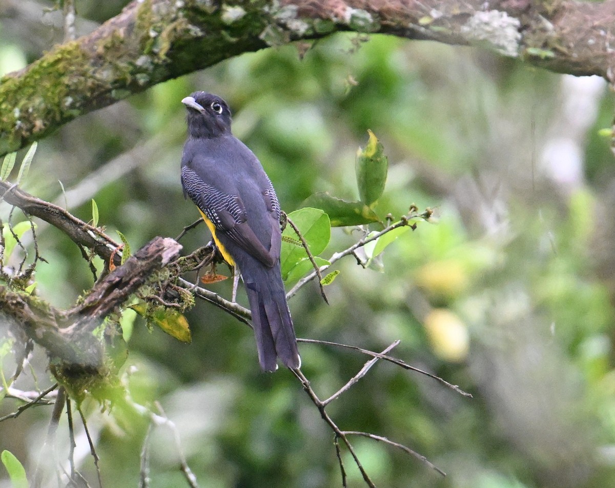 Gartered Trogon - ML643244457