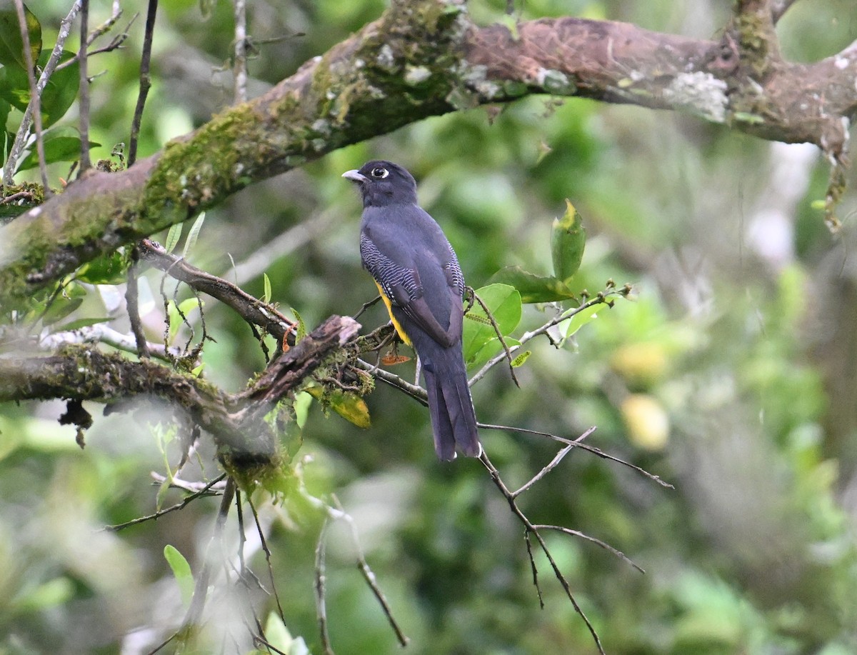 Gartered Trogon - ML643244458