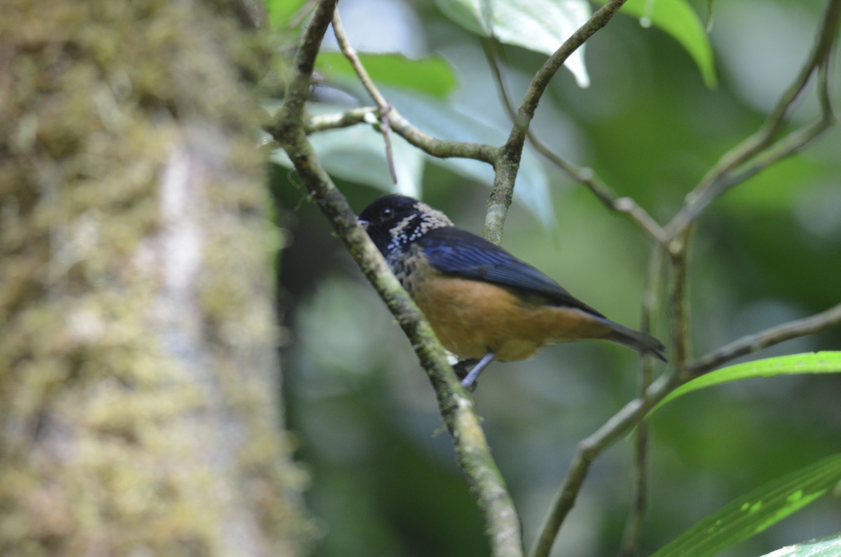 Spangle-cheeked Tanager - ML643244459