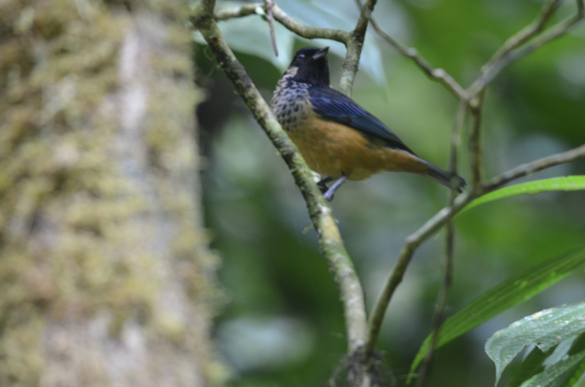 Spangle-cheeked Tanager - ML643244460