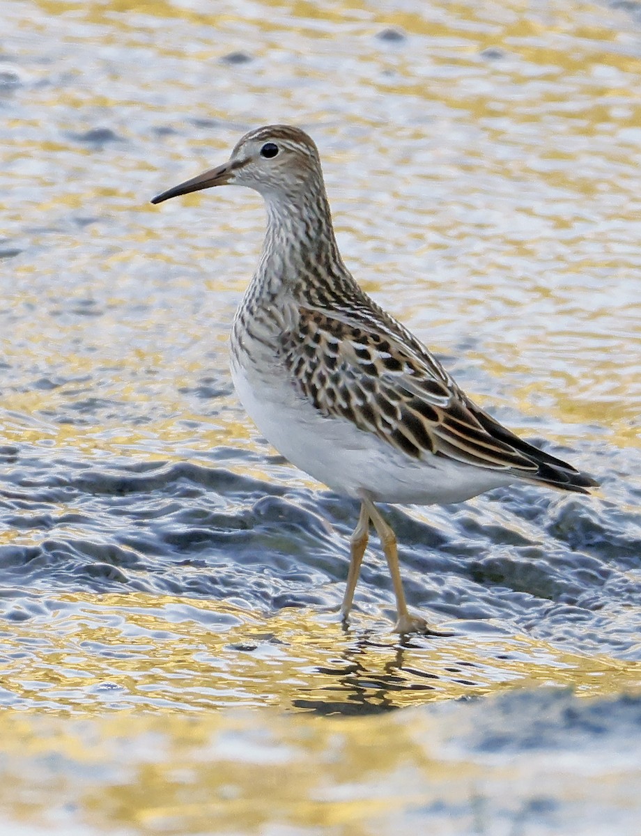 Pectoral Sandpiper - ML643244463