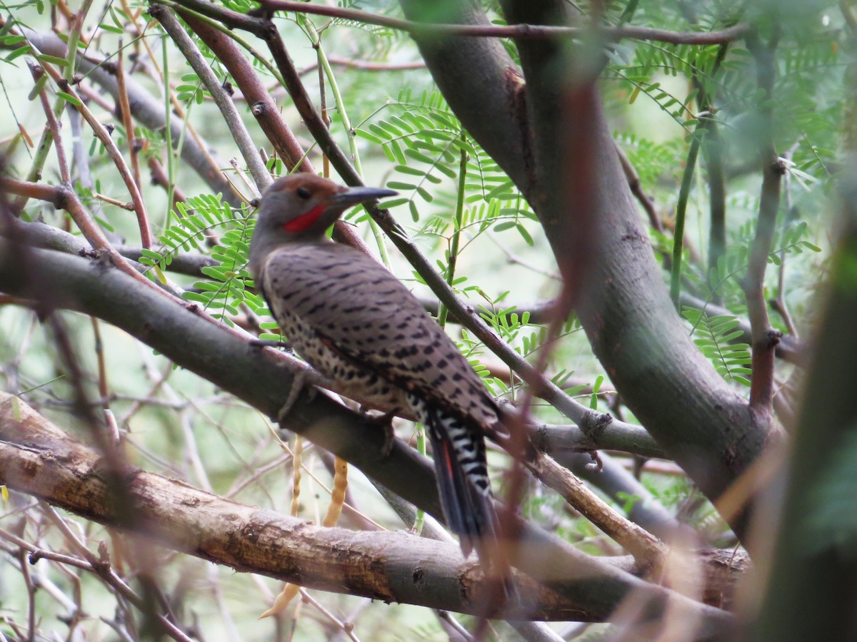 Northern Flicker - ML643244499