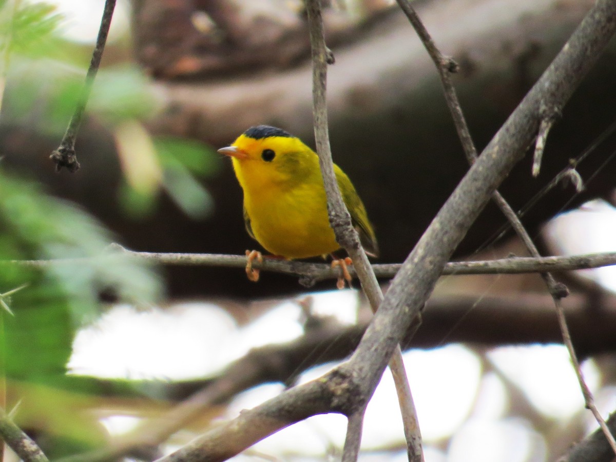 Wilson's Warbler - ML643244501