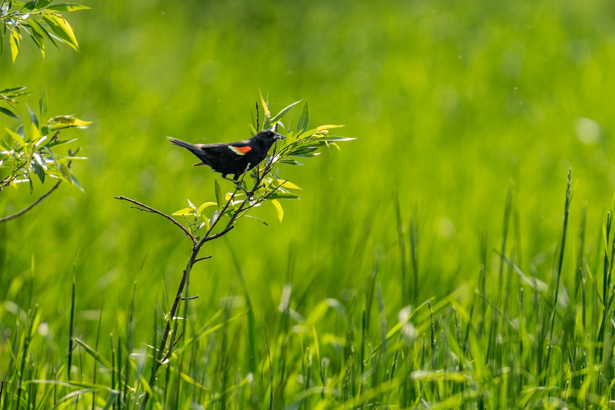 Red-winged Blackbird - ML643244517