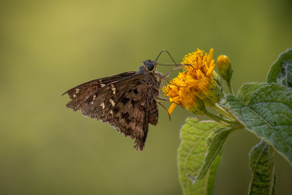 Hayvanlar - ML643244565