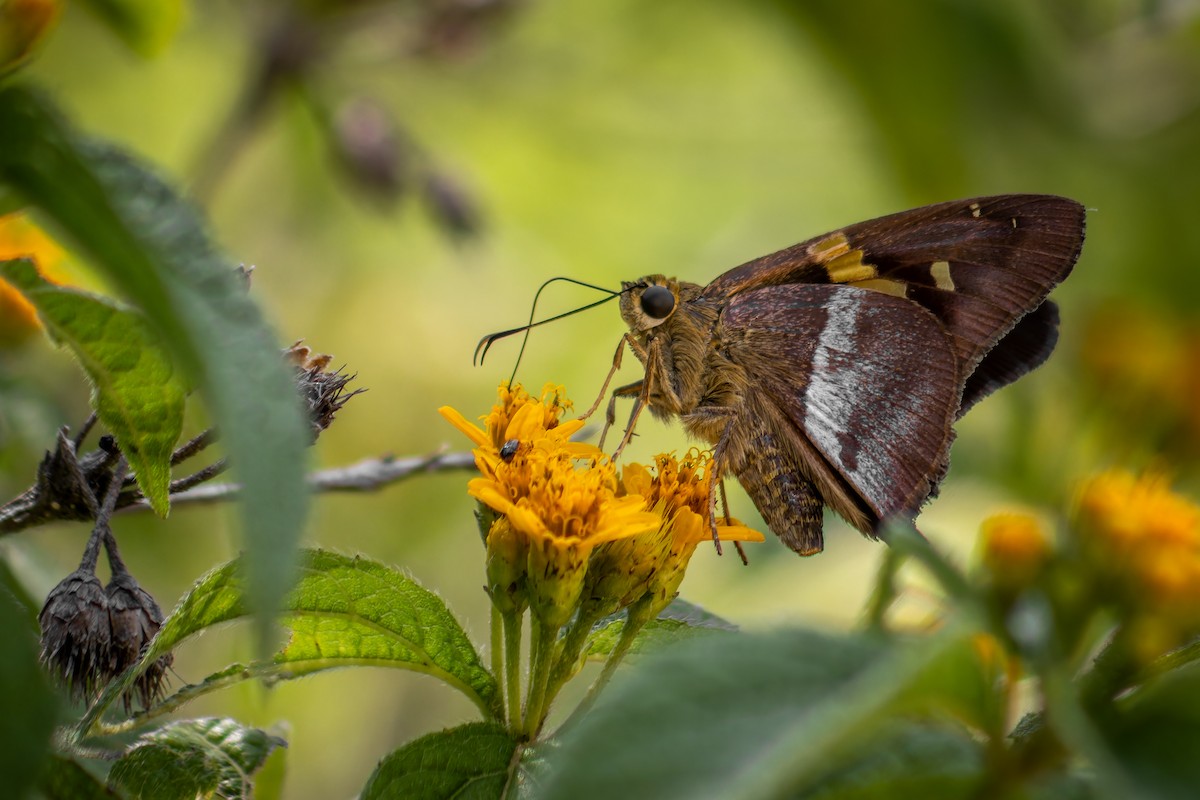 Hayvanlar - ML643244568