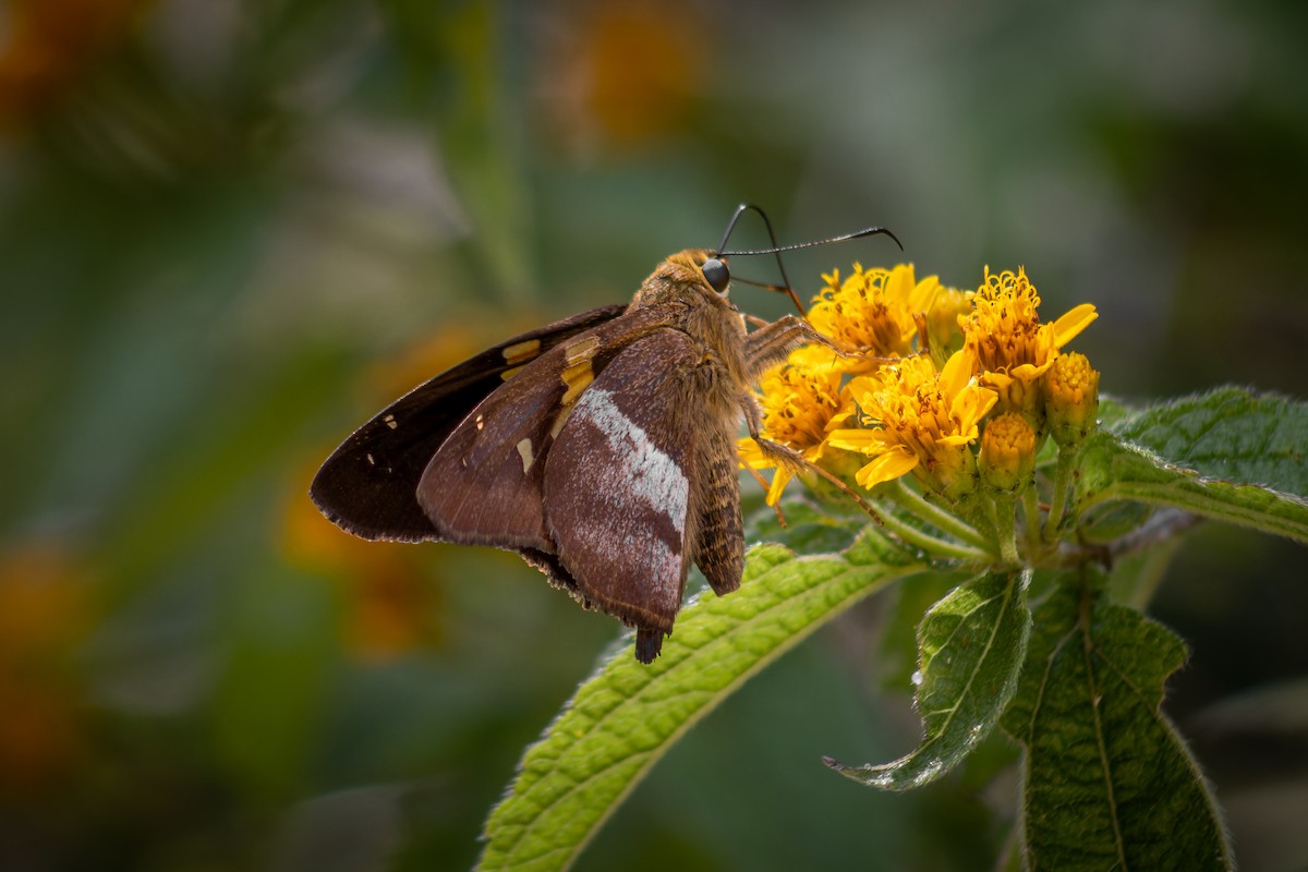 Hayvanlar - ML643244569