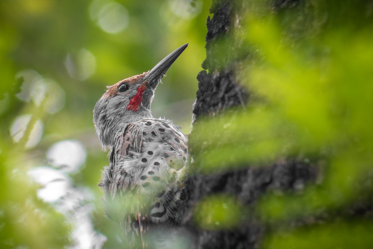 Altın Ağaçkakan - ML643244584