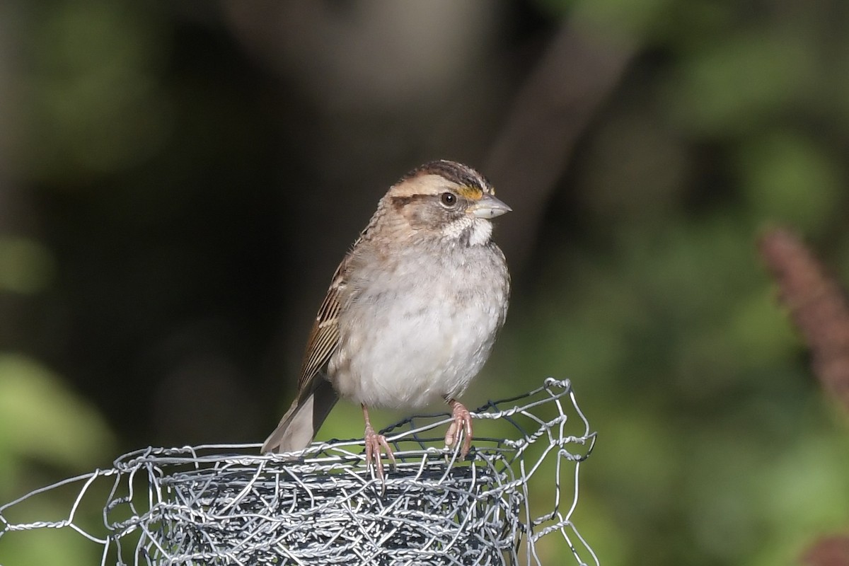White-throated Sparrow - ML643244588