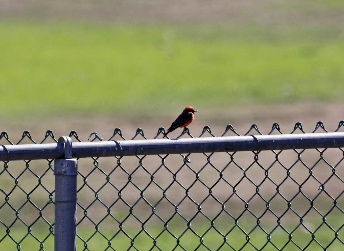 Vermilion Flycatcher - ML643244598