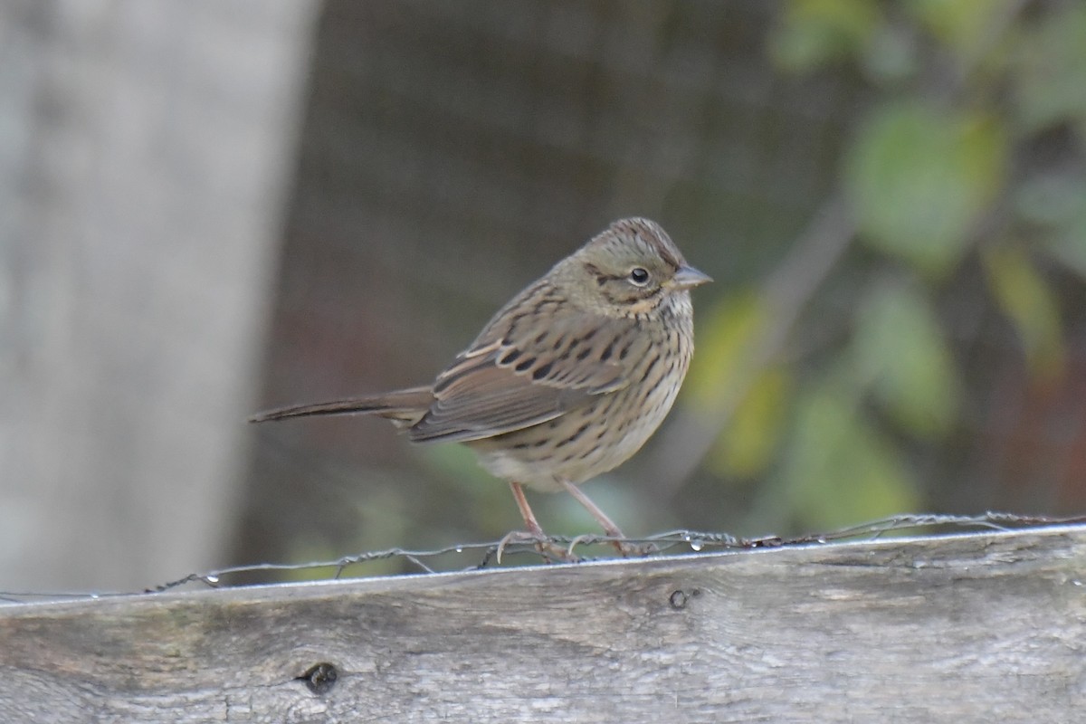 Lincoln's Sparrow - ML643244608