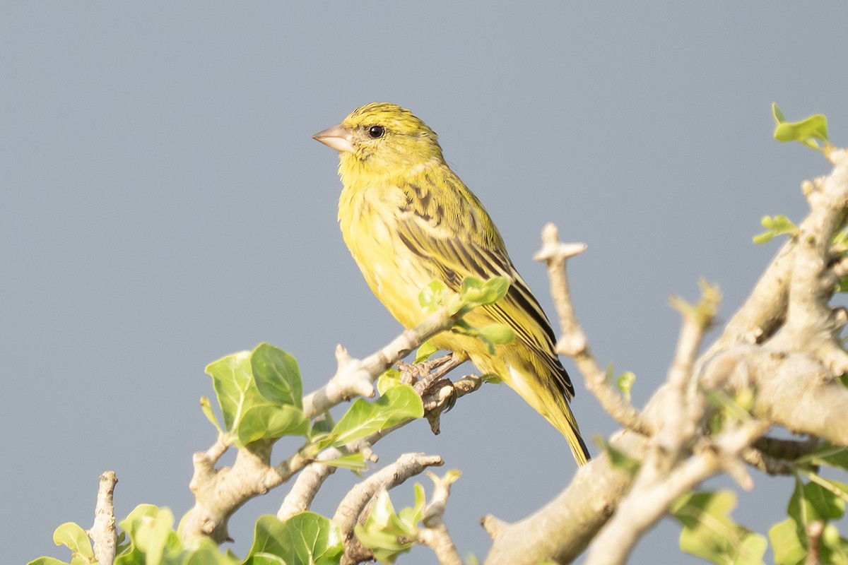 African Citril - ML643244613