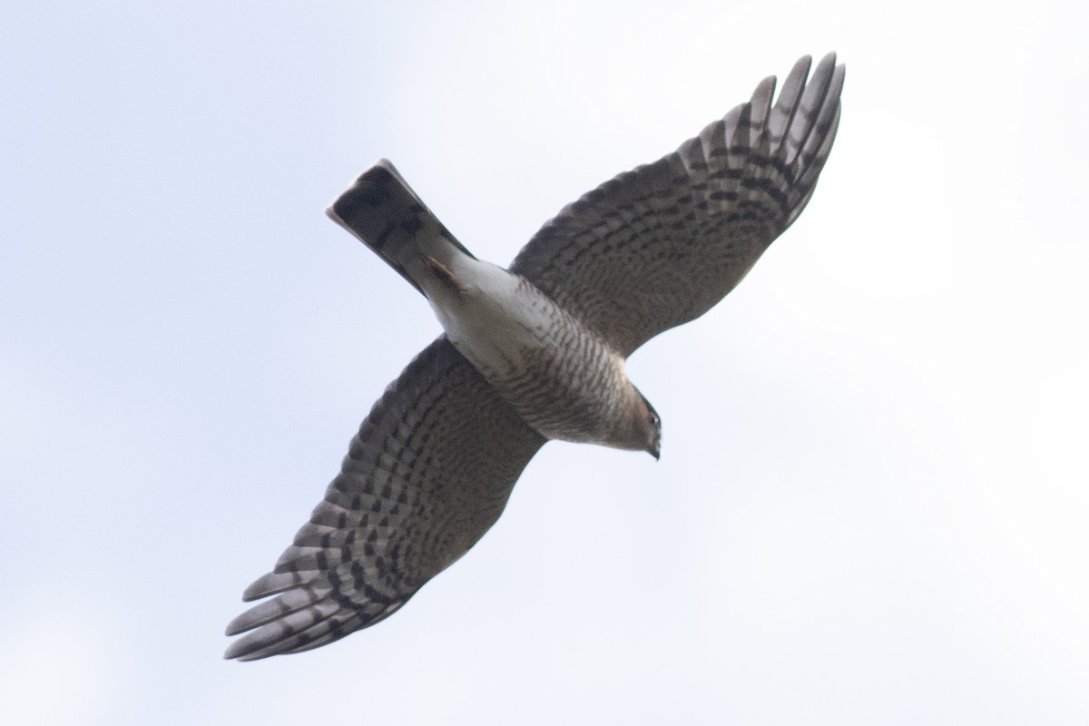 Sharp-shinned Hawk - ML643244621