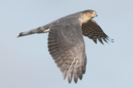 Sharp-shinned Hawk - ML643244622