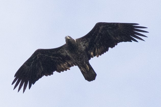 Bald Eagle - ML643244624