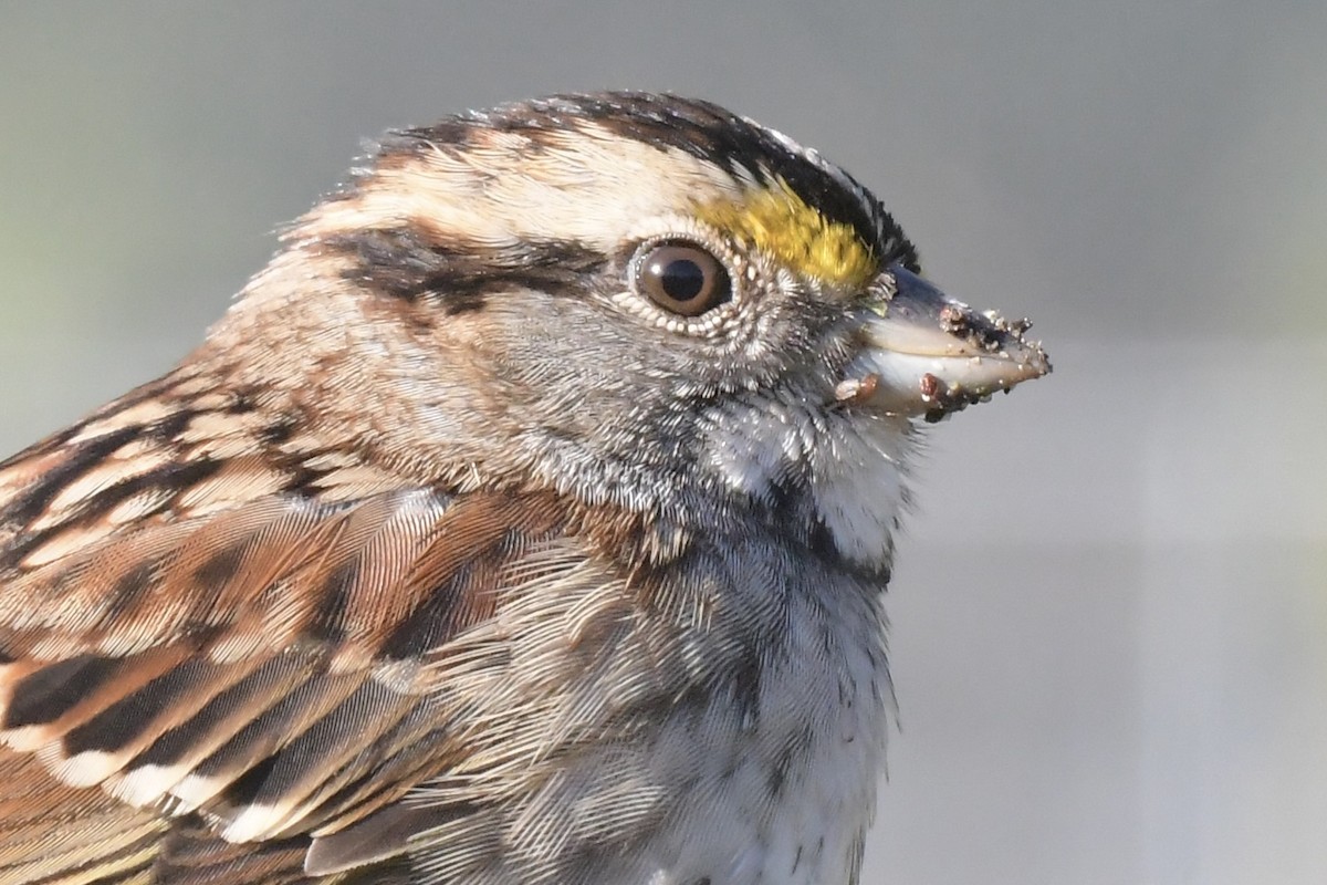 White-throated Sparrow - ML643244625
