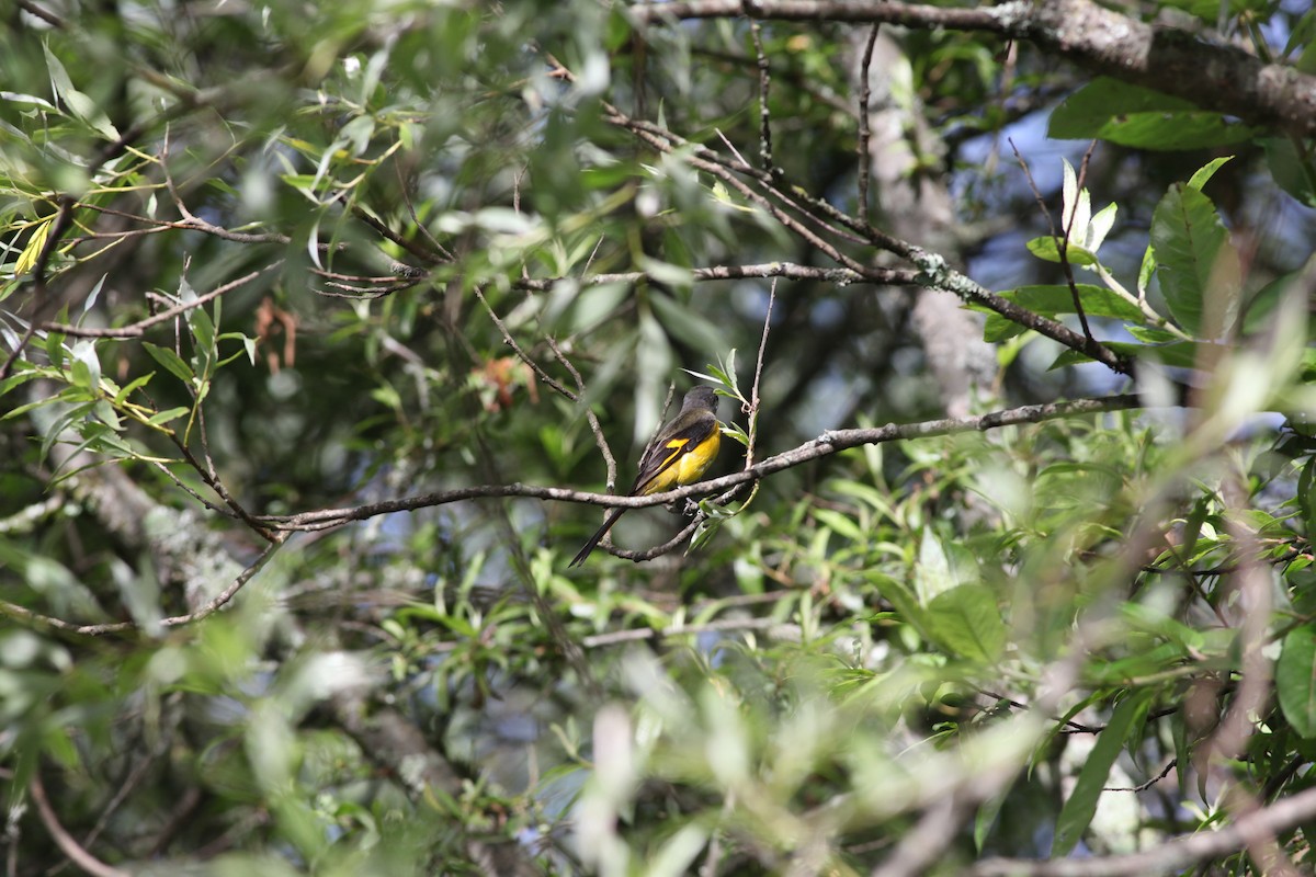 minivet sp. - ML643244631