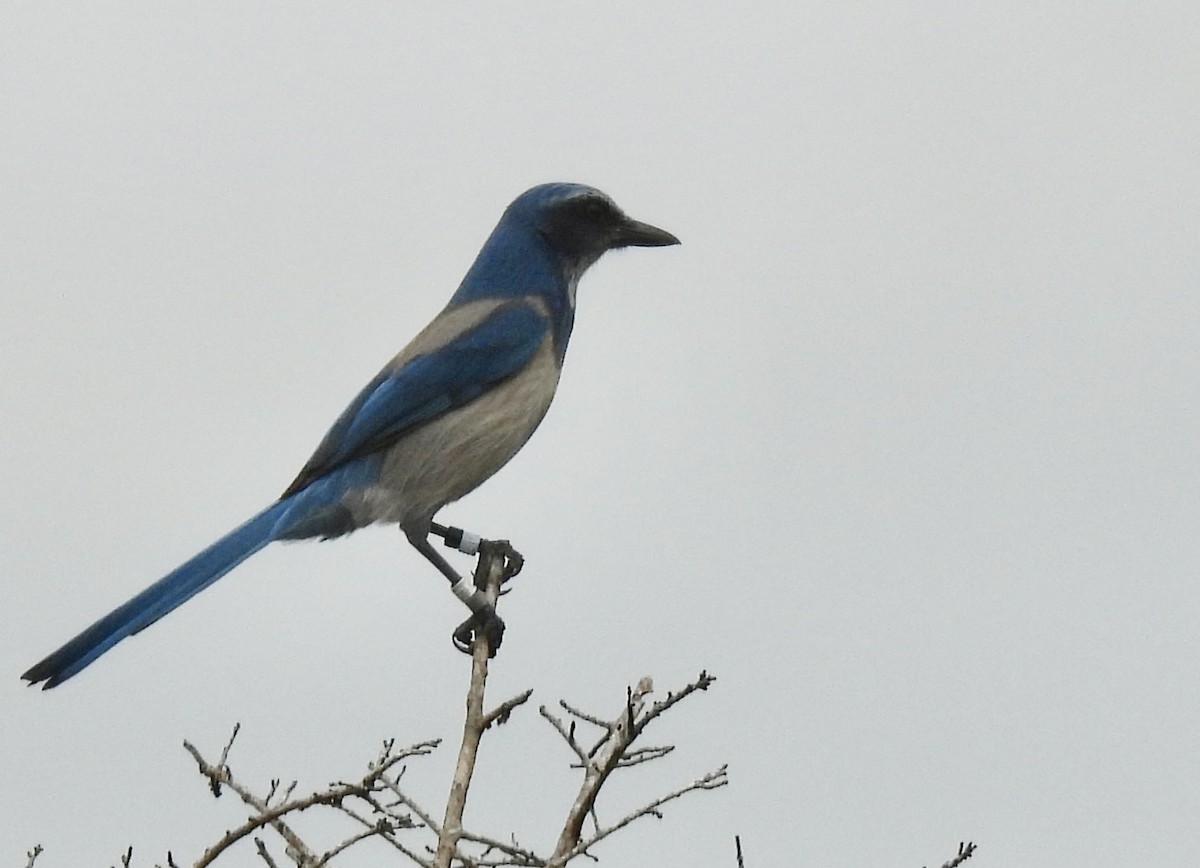 Florida Scrub-Jay - ML643244699