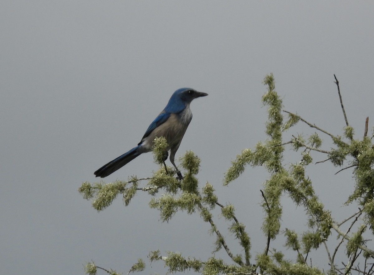 Florida Scrub-Jay - ML643244700