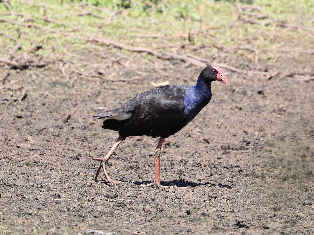 Talève australe - ML643244731