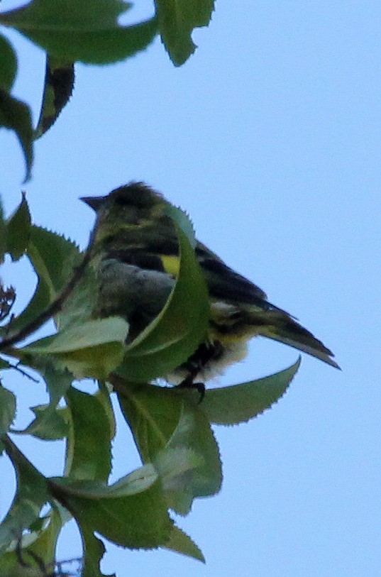 ハシブトヒワ - ML643244737