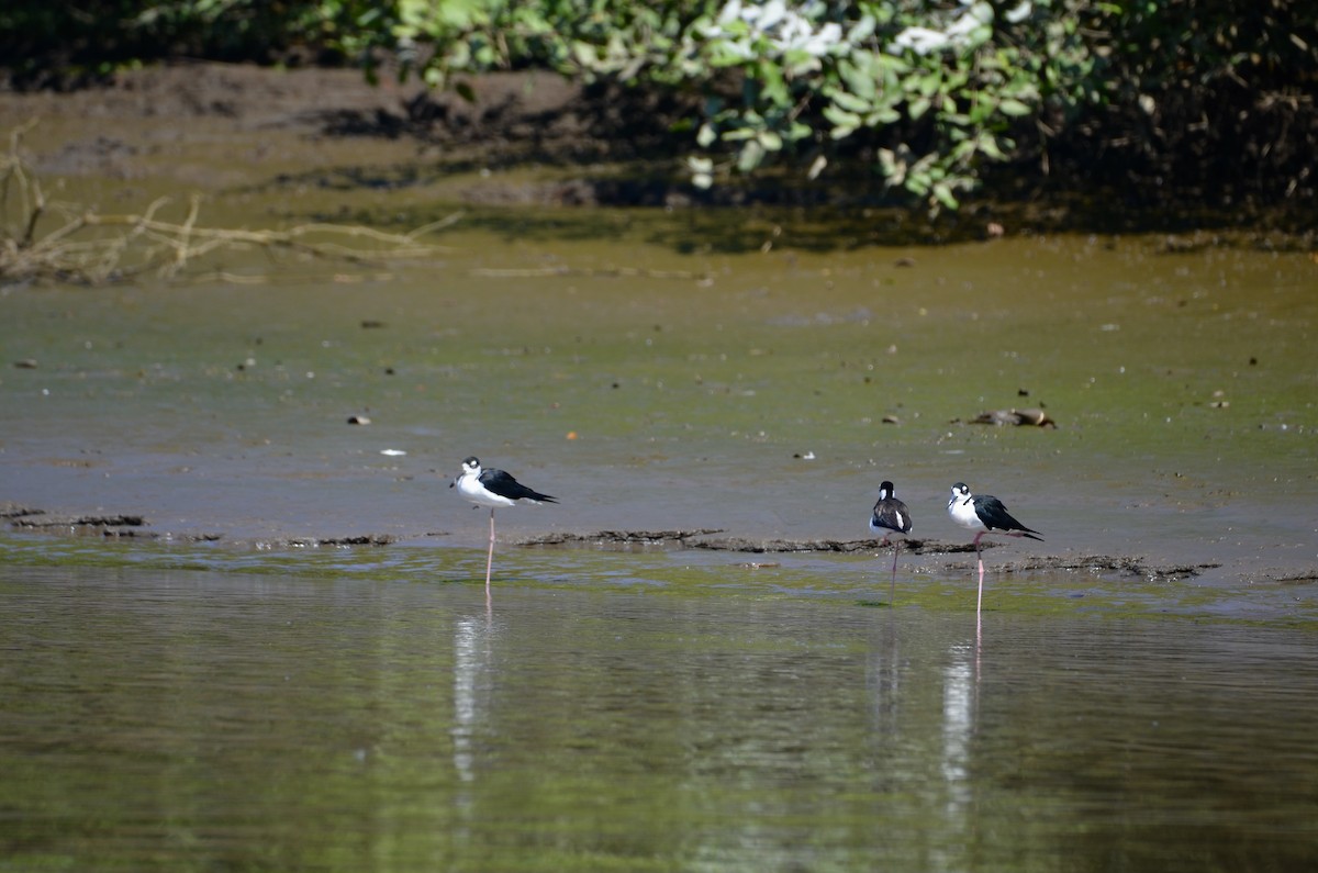 Black-necked Stilt - ML643244808
