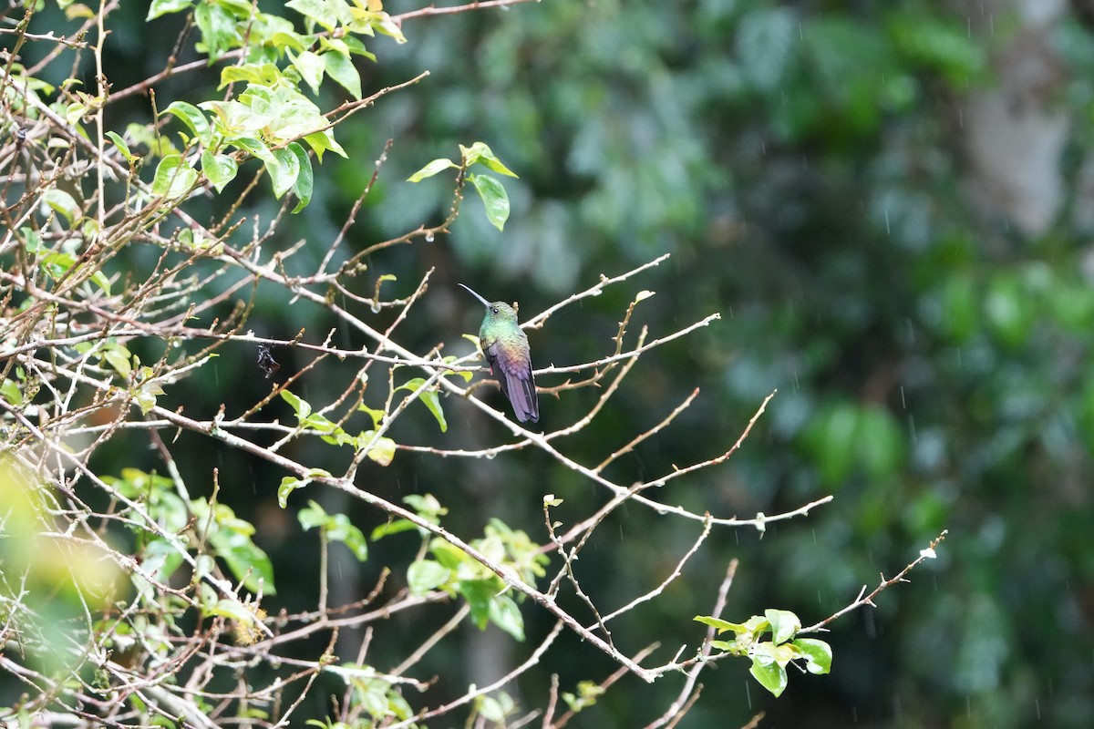 Bronze-tailed Plumeleteer - ML643244830
