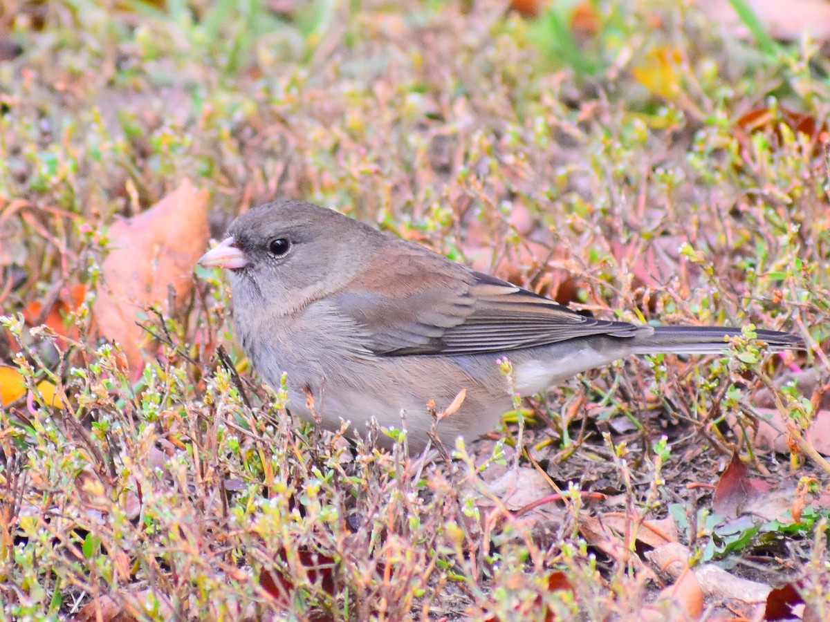Dark-eyed Junco (Pink-sided) - ML643244858