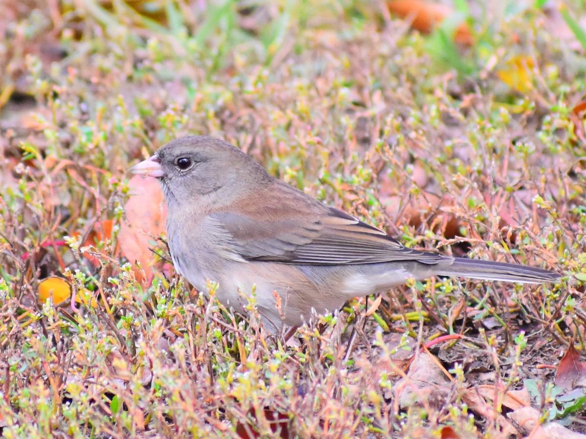 Dark-eyed Junco (Pink-sided) - ML643244860