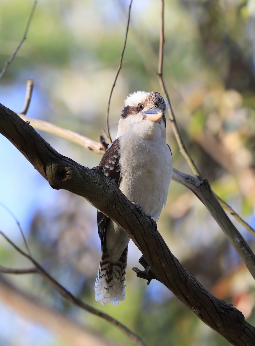 Laughing Kookaburra - ML643244862
