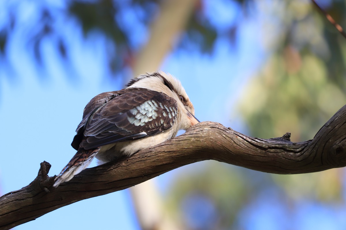 Laughing Kookaburra - ML643244863