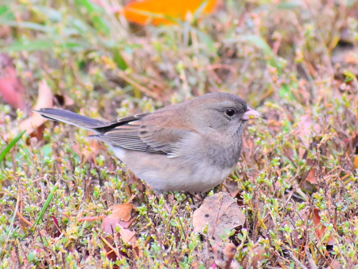 Dark-eyed Junco (Pink-sided) - ML643244864