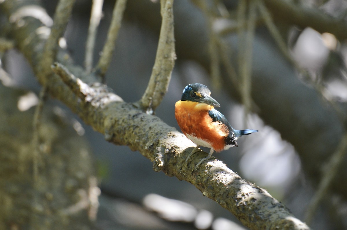 American Pygmy Kingfisher - ML643244867