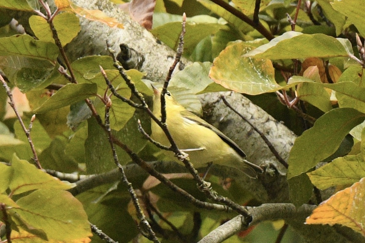 Tennessee Warbler - ML643244883