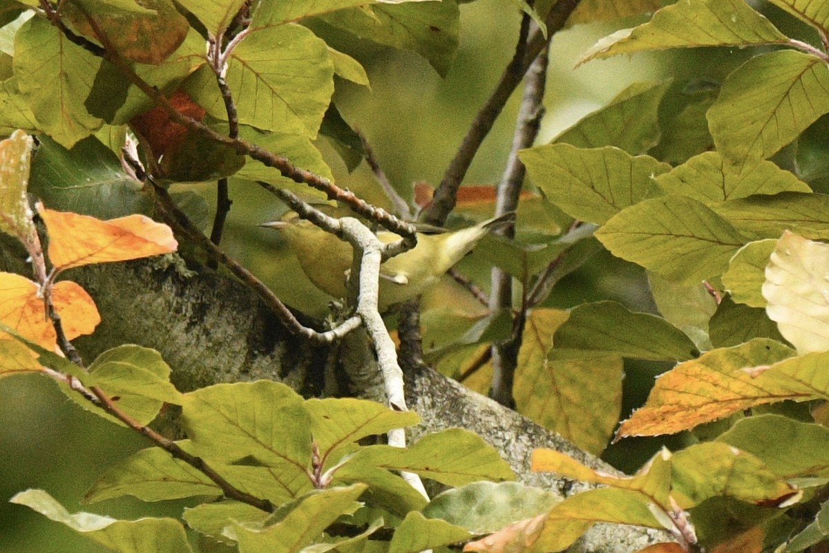 Tennessee Warbler - ML643244884