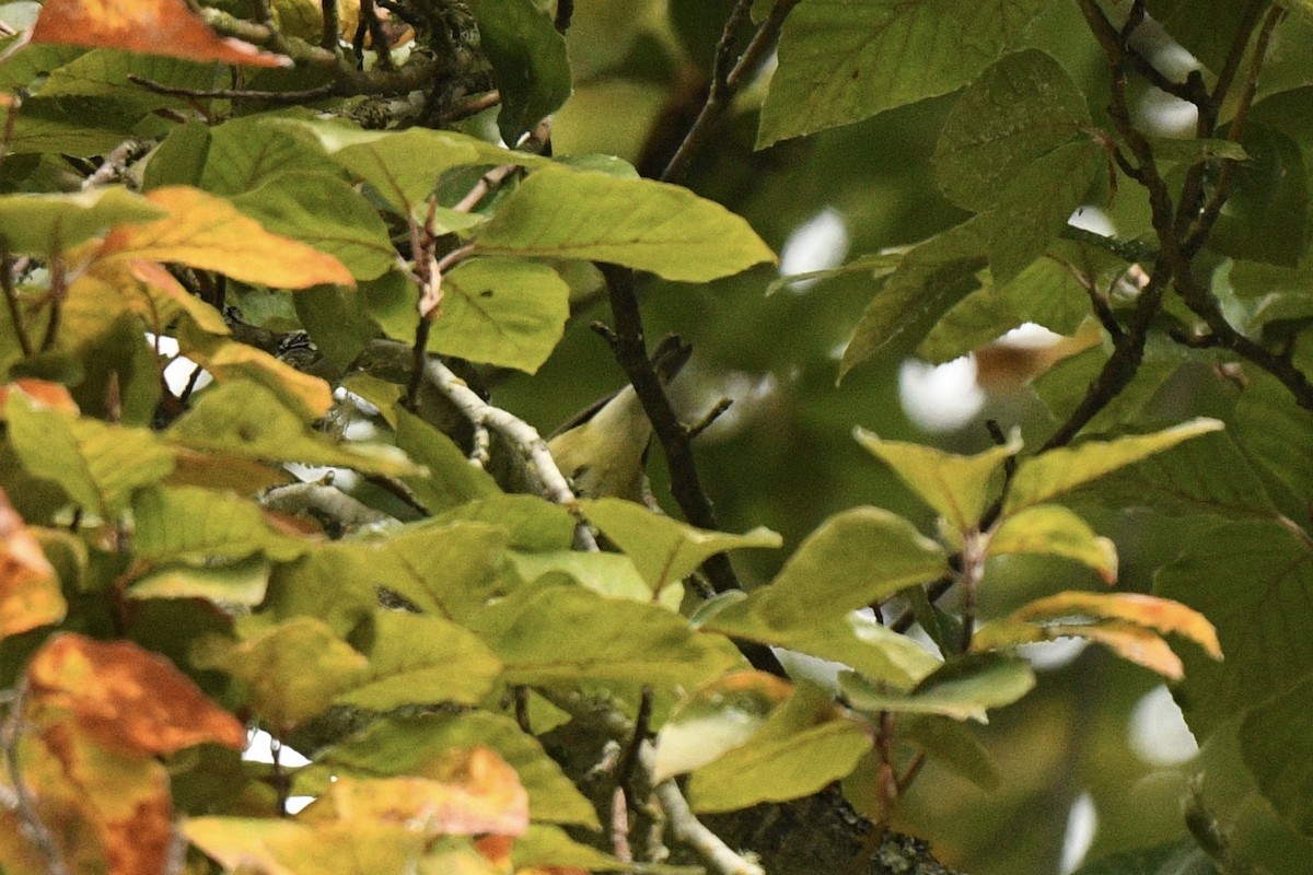 Tennessee Warbler - ML643244885