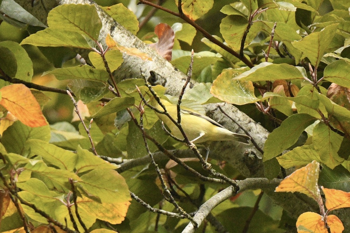 Tennessee Warbler - ML643244886