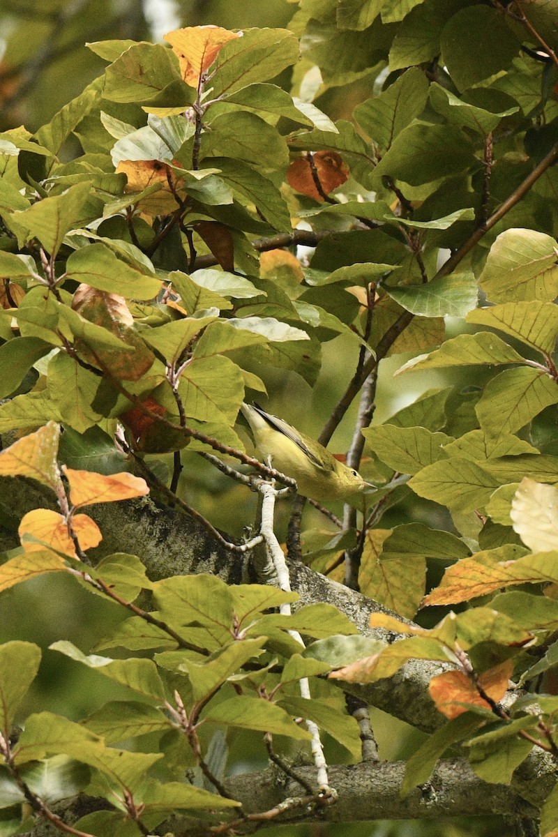 Tennessee Warbler - ML643244887