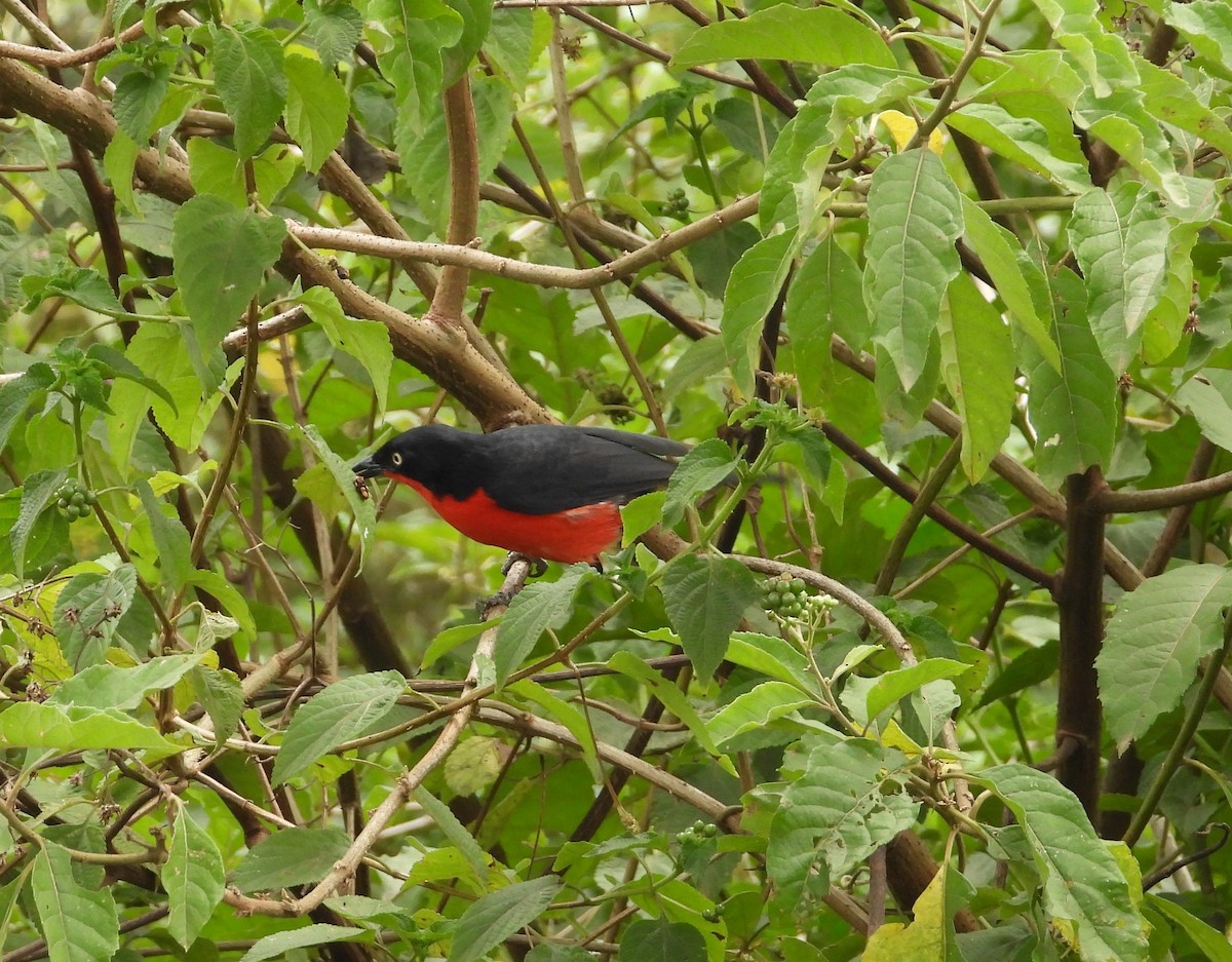 Black-headed Gonolek - ML643244888