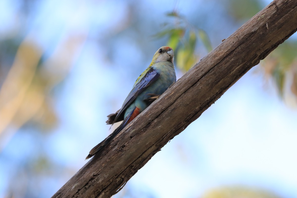 Pale-headed Rosella - ML643244900