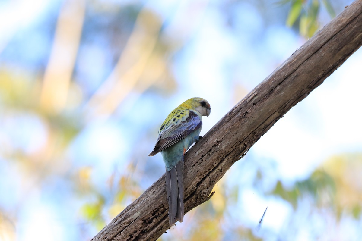 Pale-headed Rosella - ML643244901