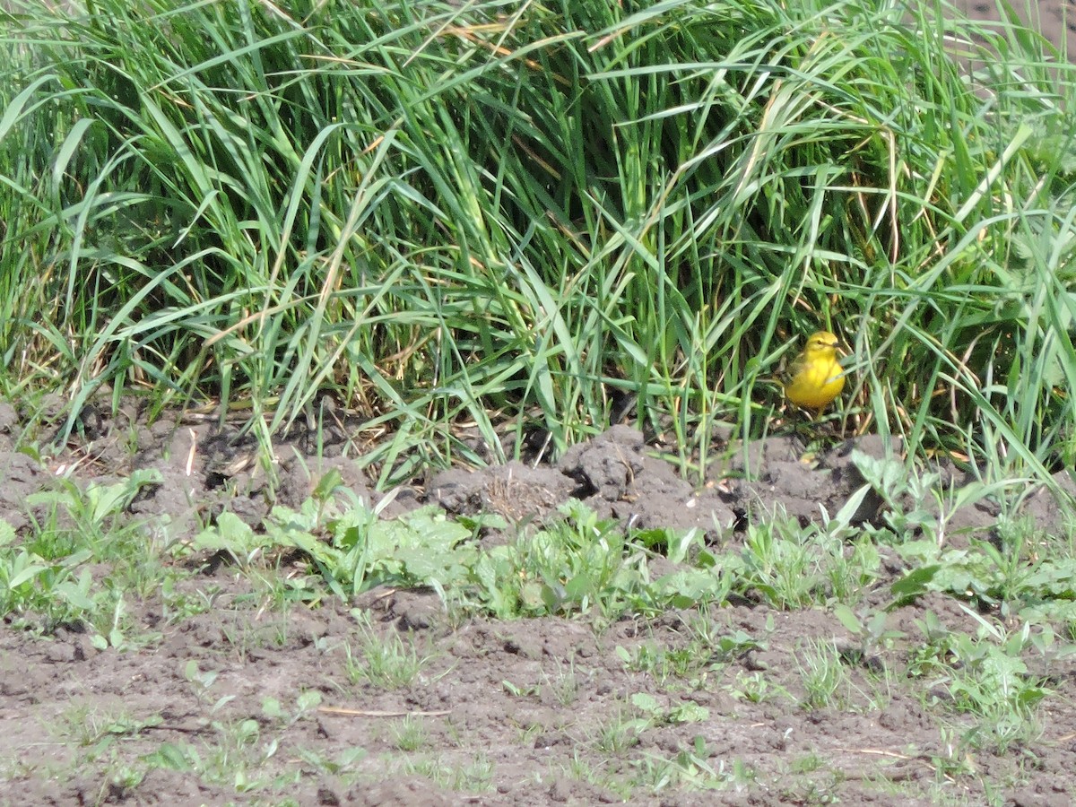 Western Yellow Wagtail - ML643244910