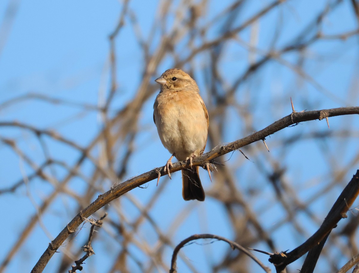 Lark-like Bunting - ML643244973