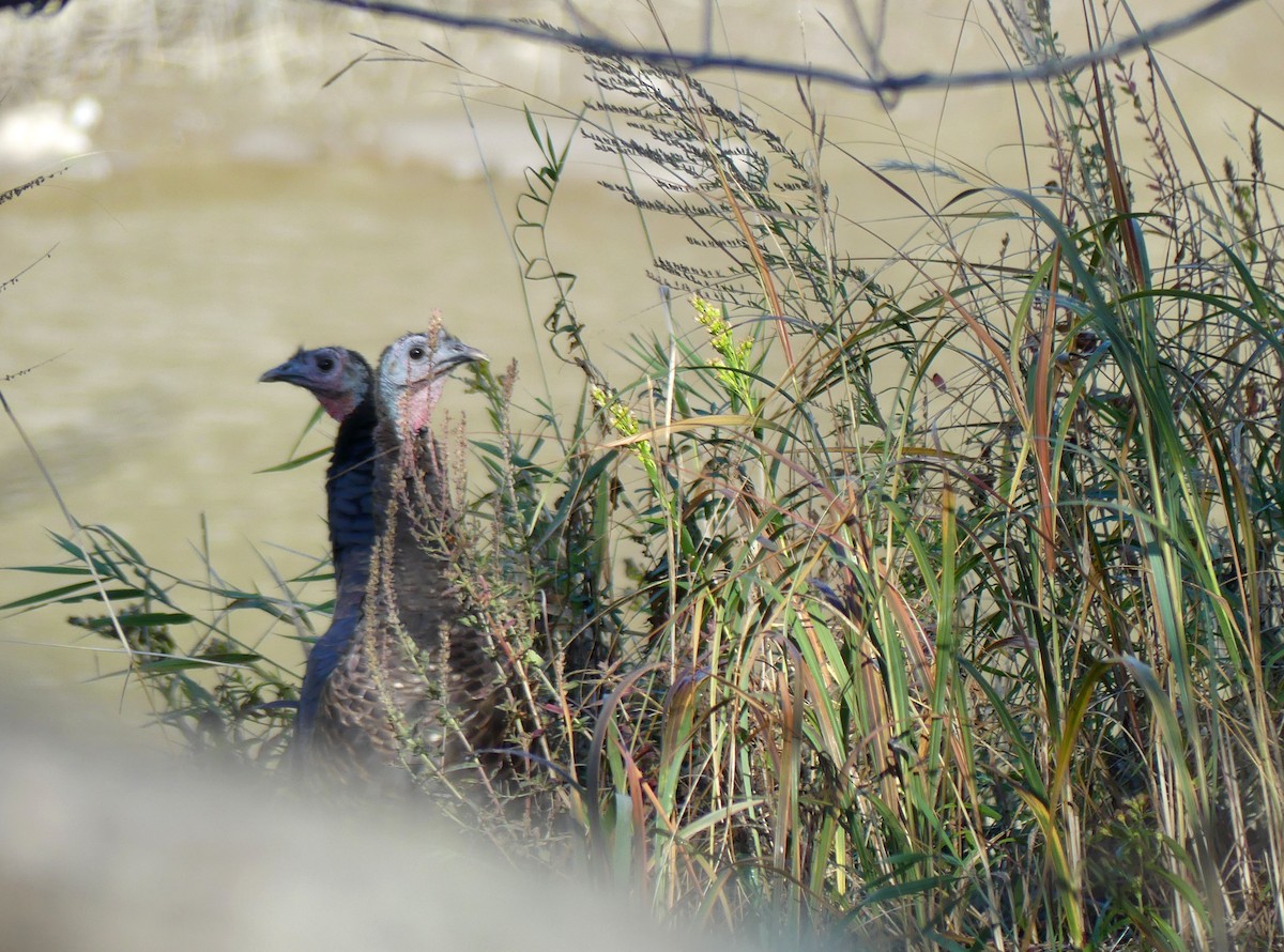 Wild Turkey - ML643244981