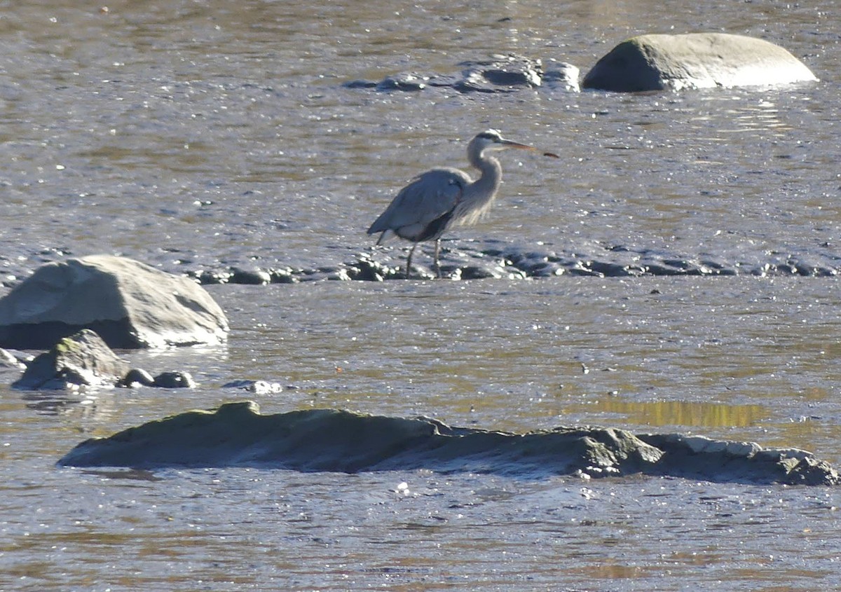 Great Blue Heron - ML643244991