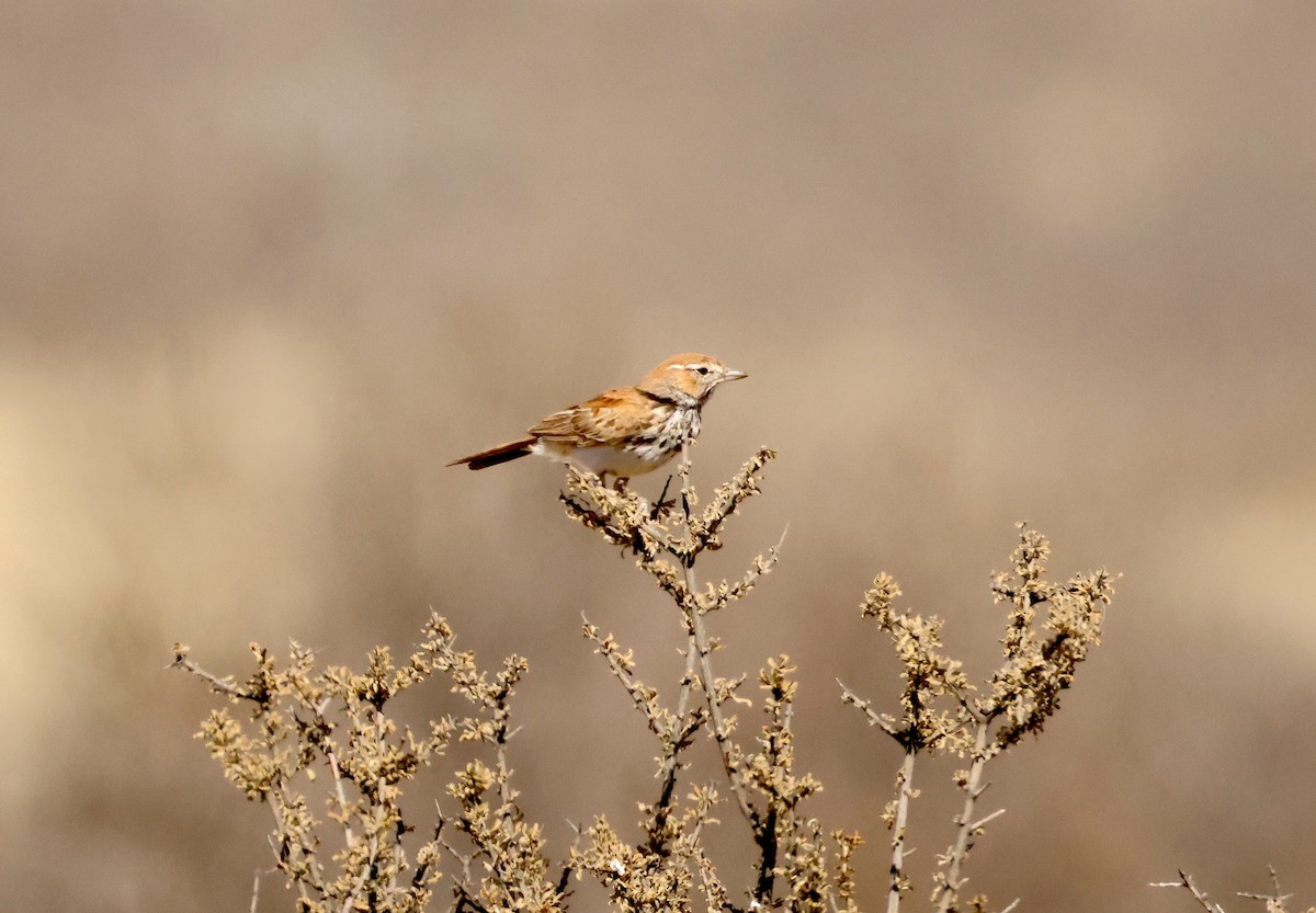 Red Lark - ML643244998