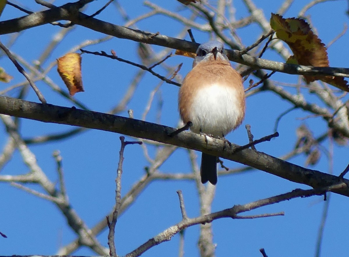 Eastern Bluebird - ML643244999