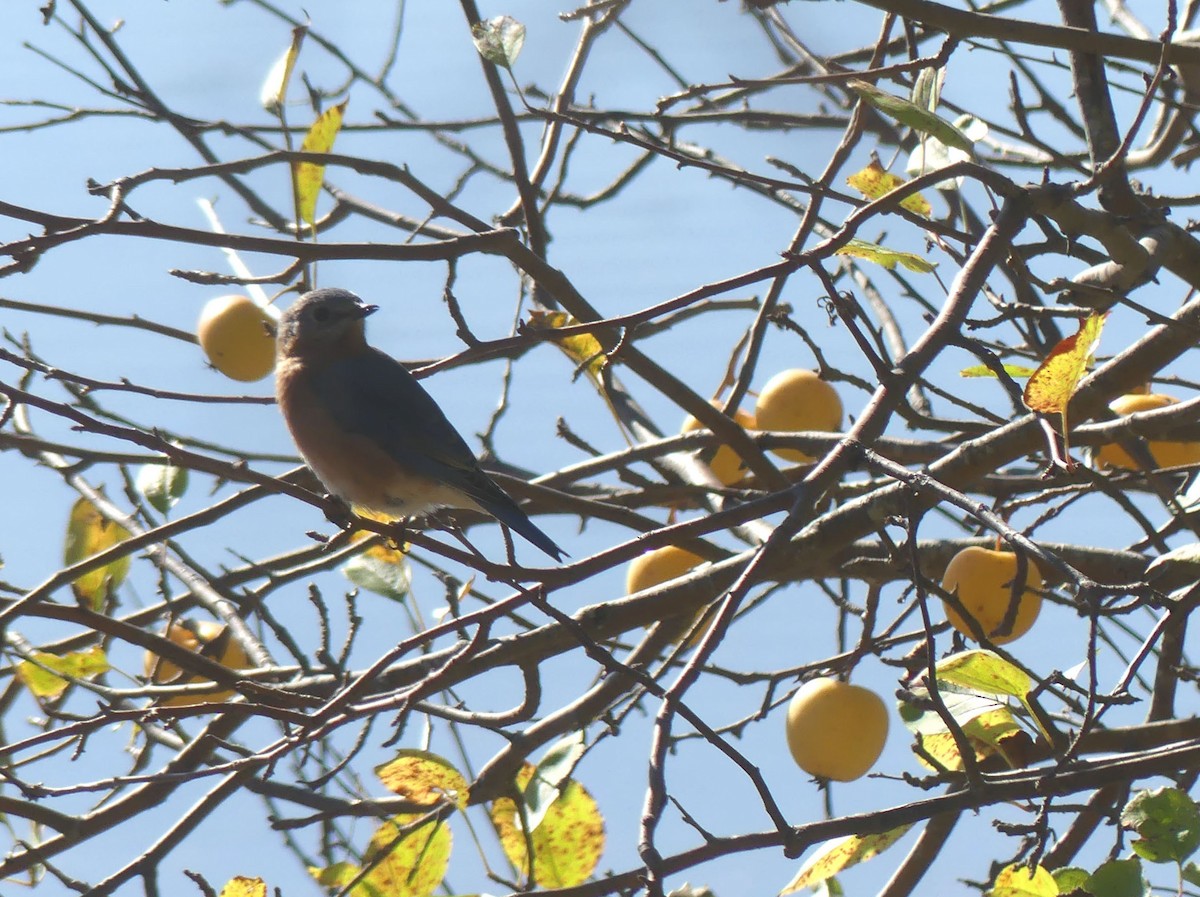 Eastern Bluebird - ML643245000